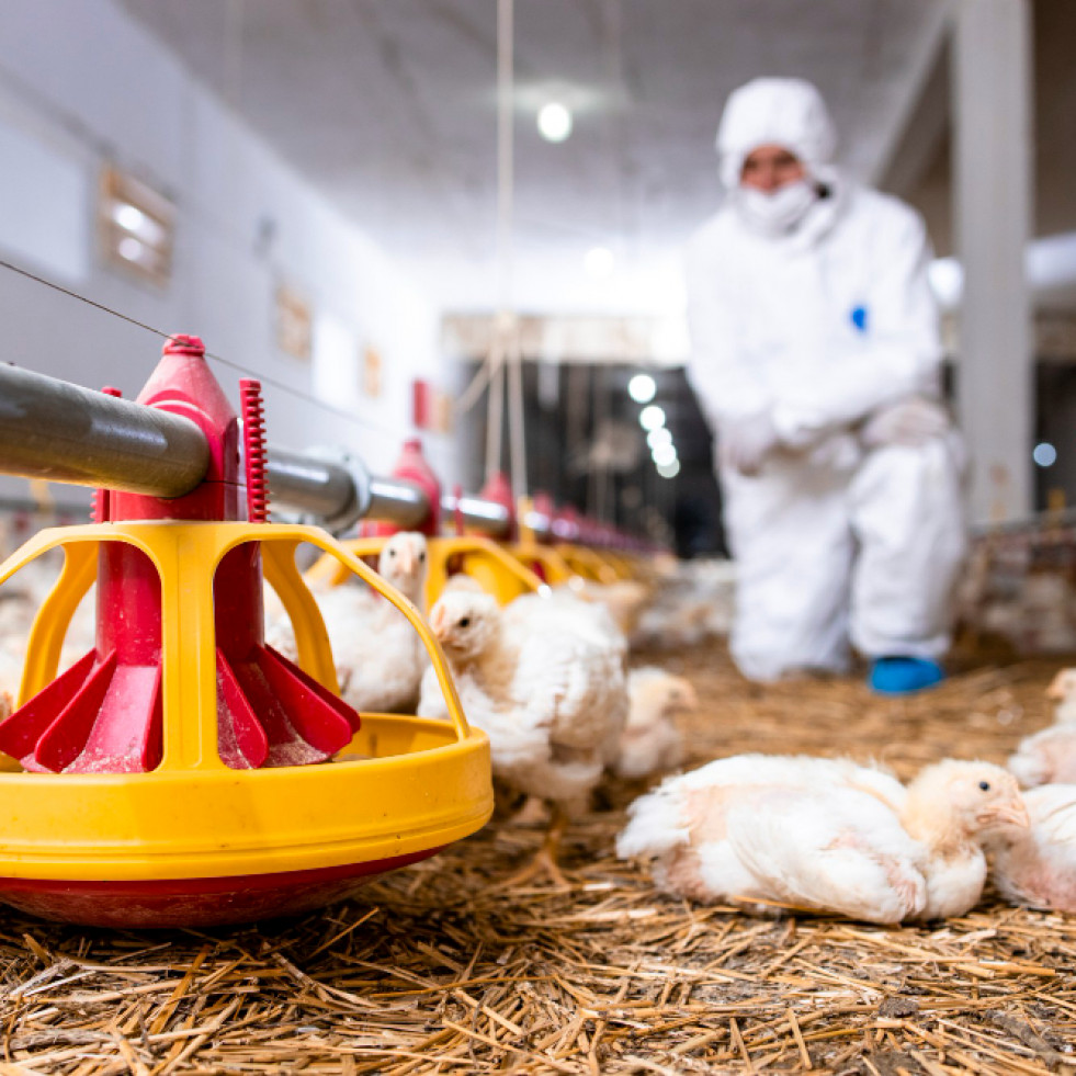 ¿Podría la gripe aviar desencadenar la próxima pandemia? ¿Estamos preparados si lo hace?