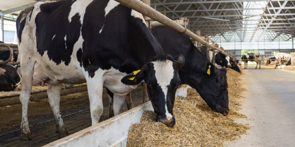 Un tratamiento sencillo puede reducir la inflamación y sus efectos secundarios en vacas preñadas