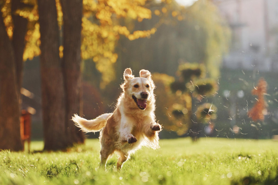 Perro feliz