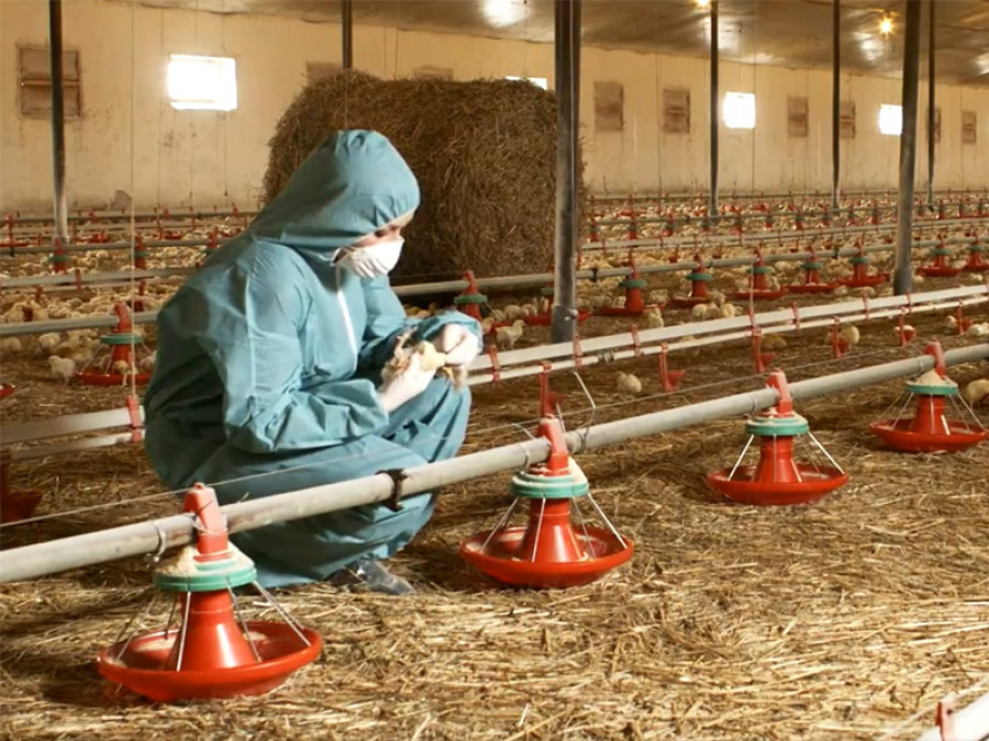 Gripe aviar avicultura