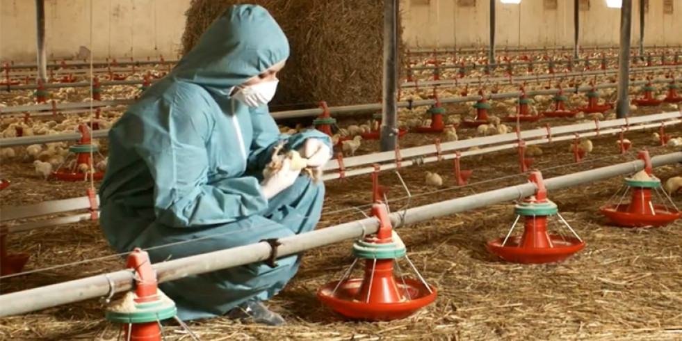 Reino Unido detecta gripe aviar en dos nuevos trabajadores expuestos a aves