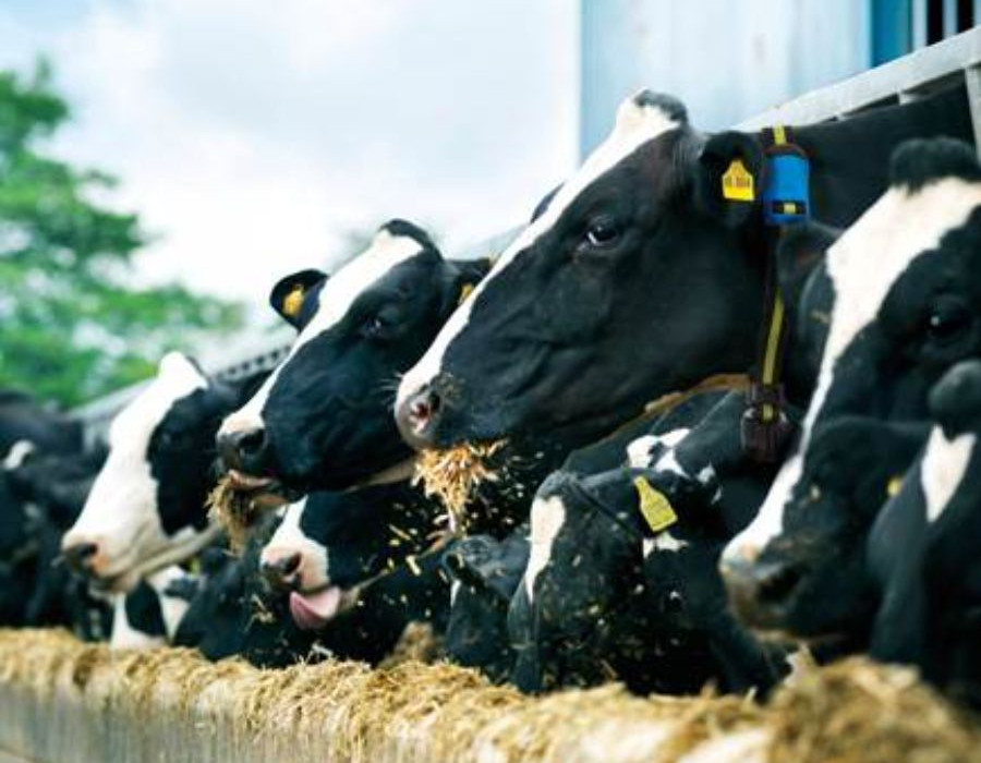 vacas