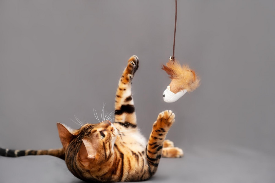 Funny active healthy happy purebred striped bengal cat playing with pet toy lying back gray background animal good physical form copy space text