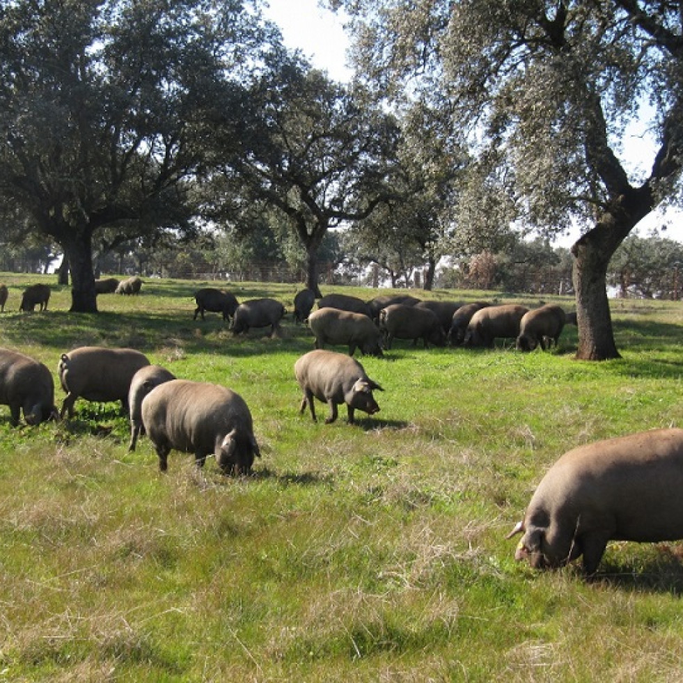 Extremadura publica las condiciones de manejo para el ganado porcino que da origen a productos de bellota