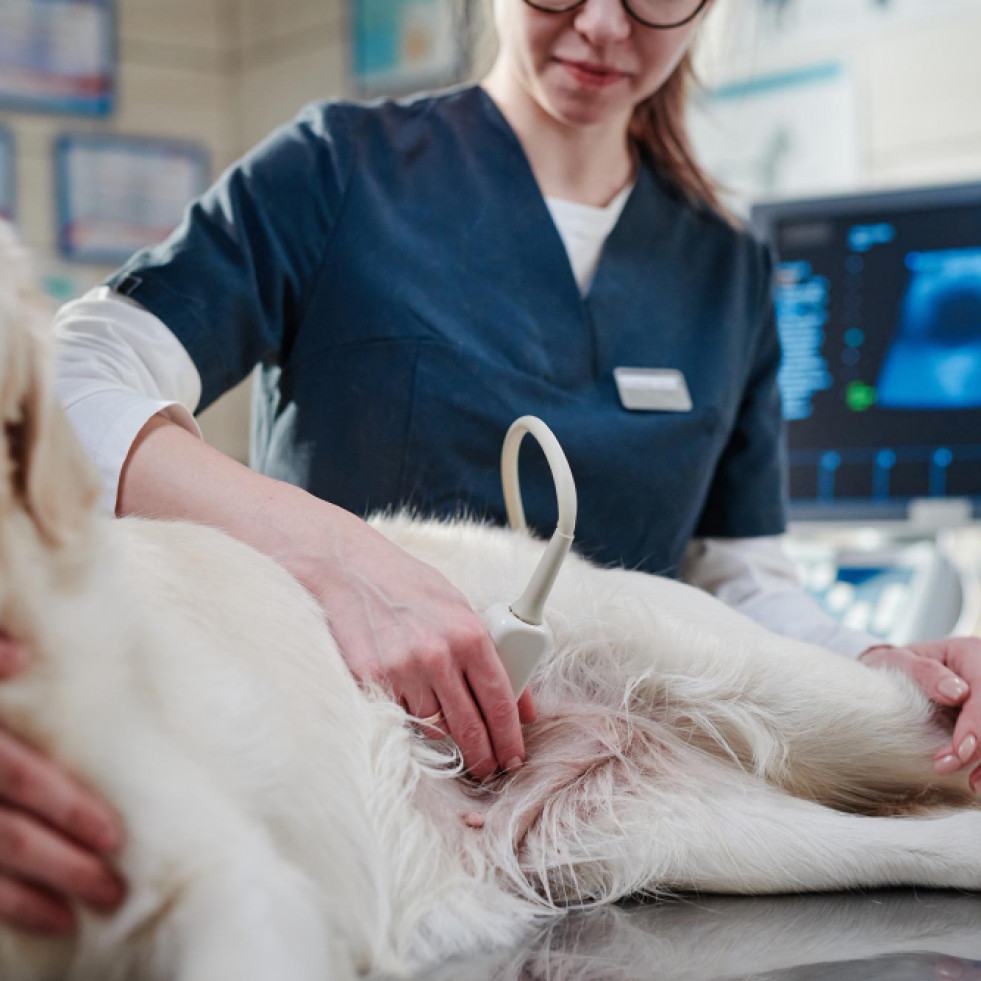 Presentan en España la primera transformación maligna asociada a biopsia de un adenoma hepático en perros
