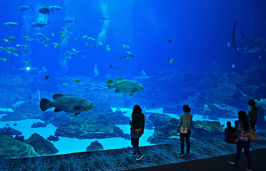Acuario (1)