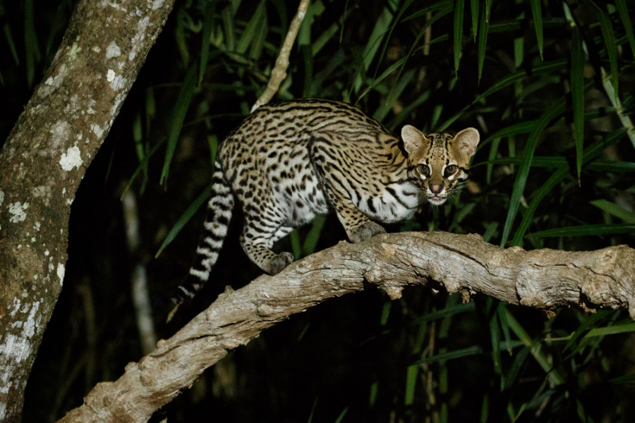 Ocelote animal salvaje