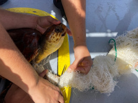 Microplásticos se acumulan formando ‘líneas de basura’ en zonas marinas muy sensibles de Canarias