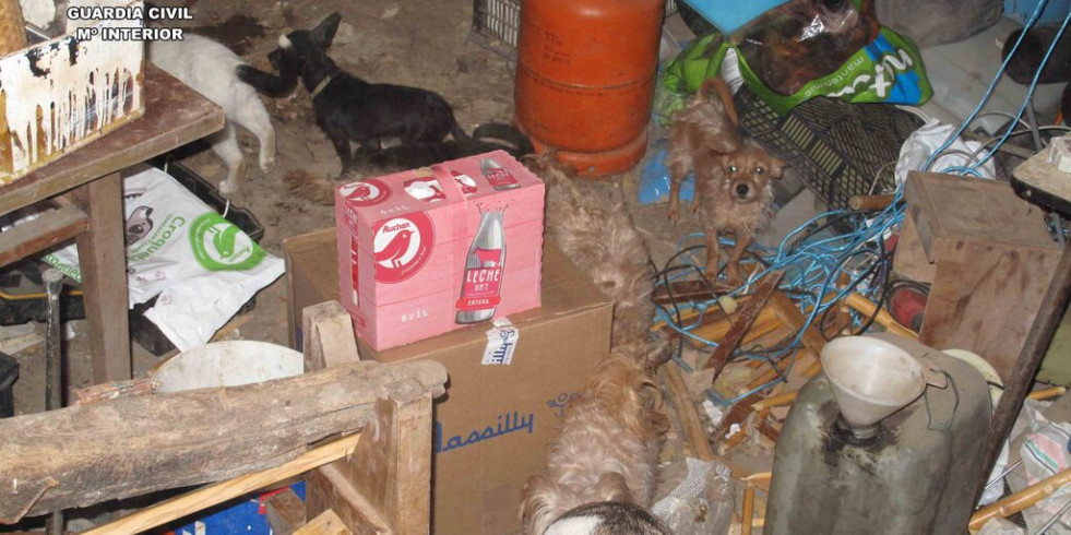 Intervienen en una vivienda de La Rioja 14 perros en situación de abandono