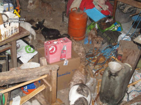 Intervienen en una vivienda de La Rioja 14 perros en situación de abandono