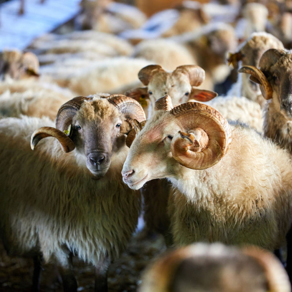 Soluciones innovadoras para mejorar la salud y la nutrición del ganado ovino de Europa