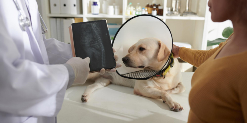 Presentan el primer caso de una extraña lesión asociada a la infección por A. vasorum en perros