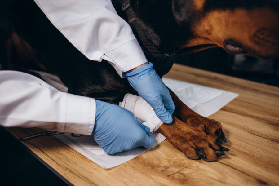 Perro veterinario sangre