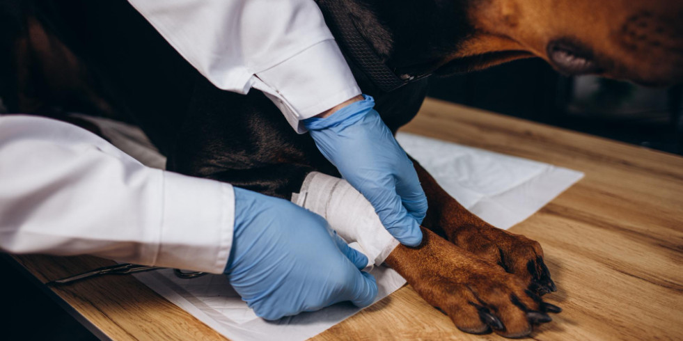El 27,3 % de perros con trombocitopenia presentan algún tipo de neoplasia