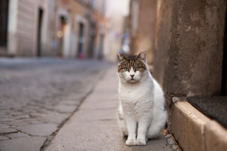 Gato calle
