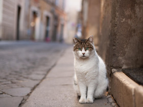 La Rioja refleja una cifra muy baja de gatos registrados respecto a la media nacional