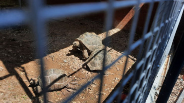 8.784 animales murieron entre 2015 y 2020 en España por delitos contra la vida silvestre