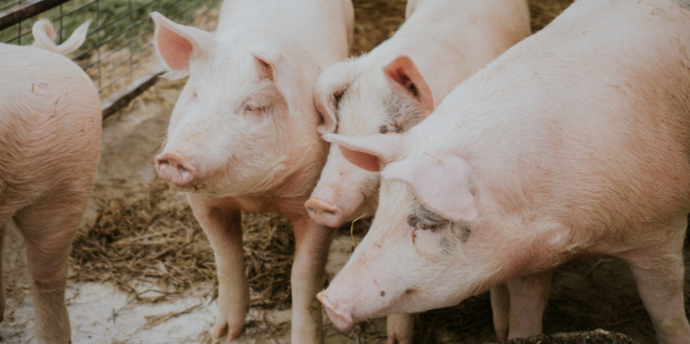 Desarrollan una alternativa natural contra la principal enfermedad protozoaria que afecta al porcino