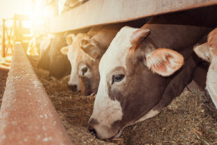 España concluyó el 2022 sin notificar ningún caso de encefalopatía espongiforme bovina