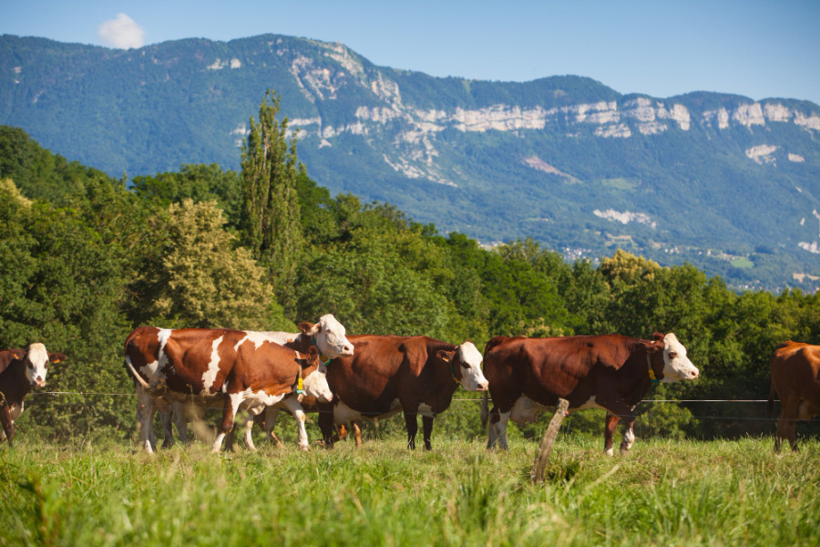 Vacas España