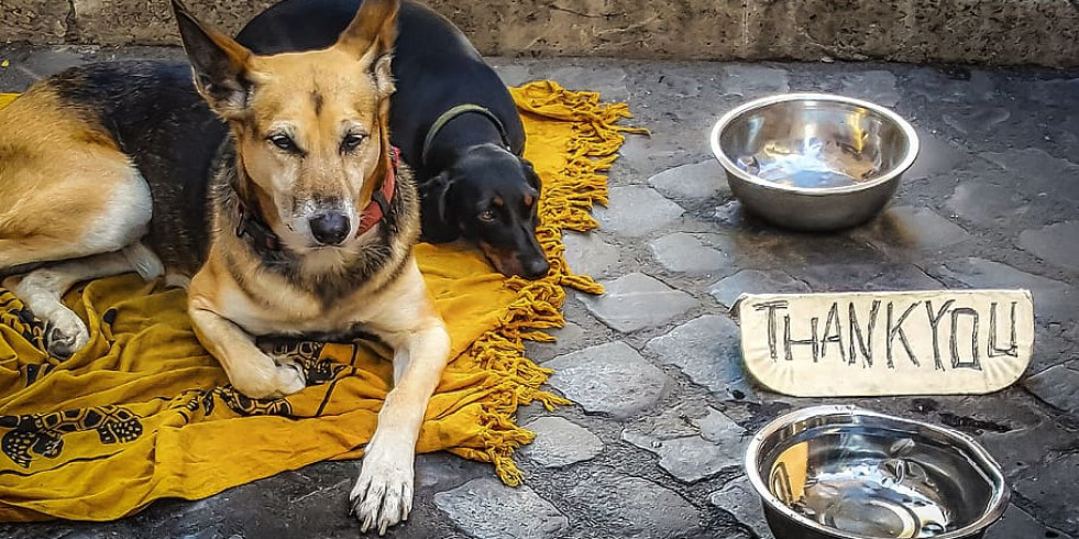 Ofrecen asistencia veterinaria gratuita a los animales de personas en situación de vulnerabilidad de España