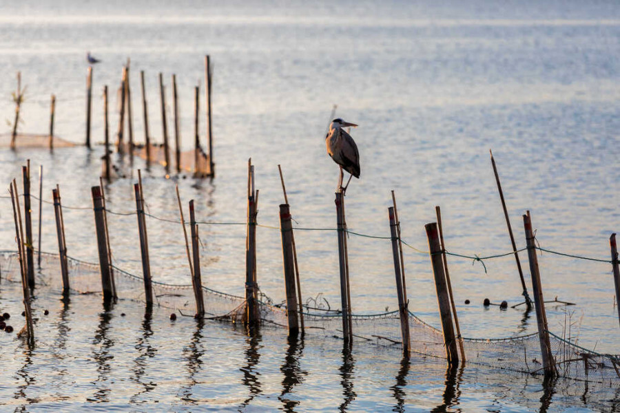 Albufera