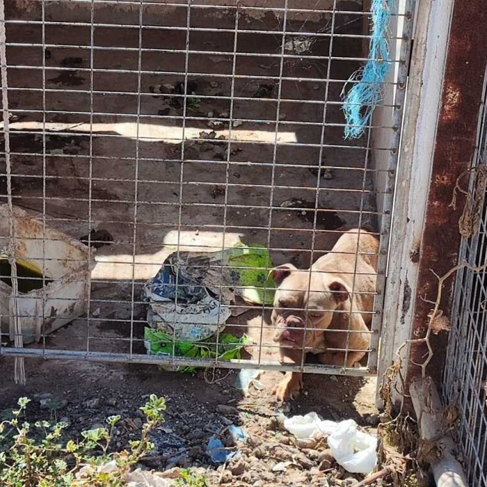 Investigan a 10 personas por un presunto delito de maltrato y abandono animal en Canarias