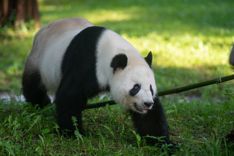 Panda zoo