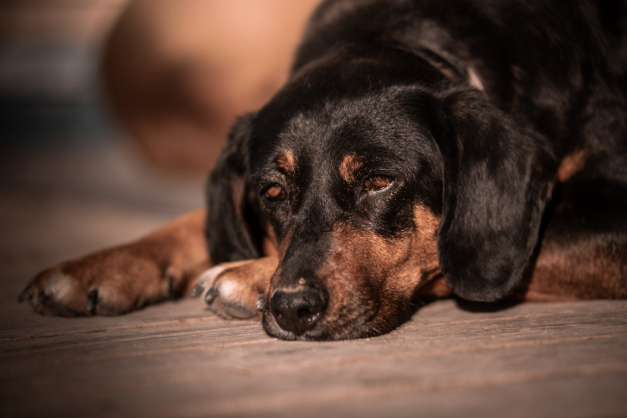Perro dormido