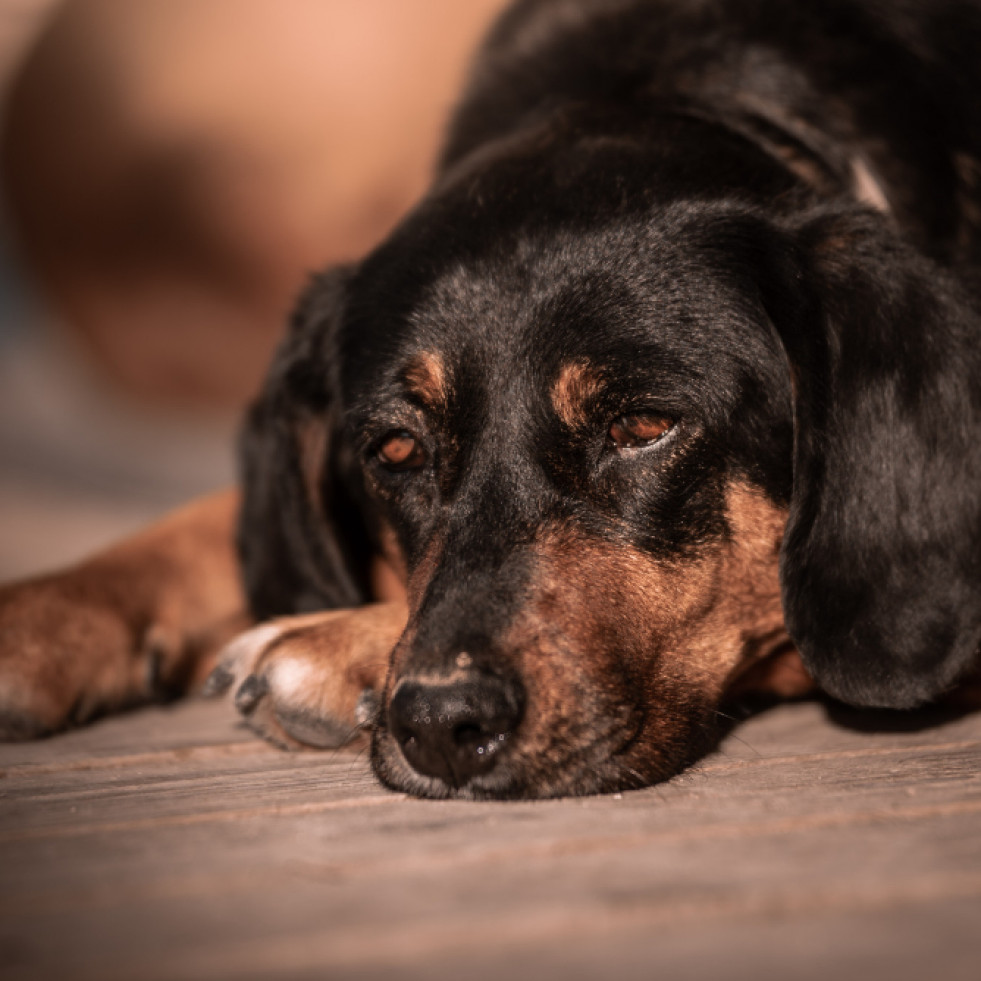 Qué factores genéticos y ambientales contribuyen a la incidencia del cáncer en los perros