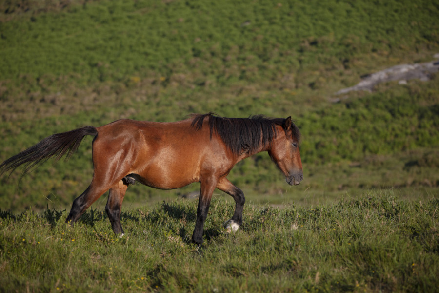 Caballo