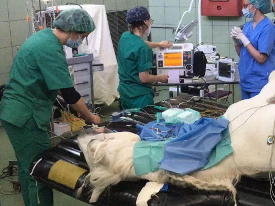 Complutense hospital equino