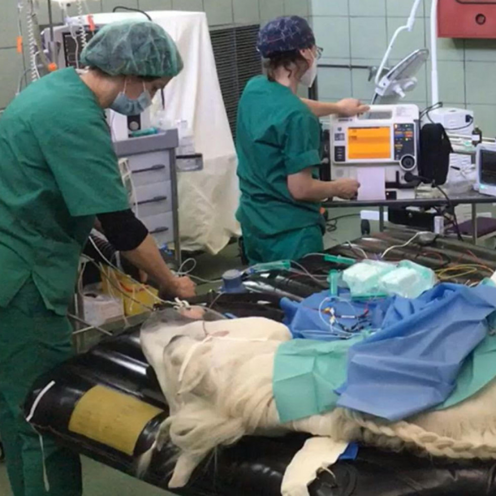 Nueva unidad de intervencionismo cardíaco en caballos en el Hospital Veterinario Complutense