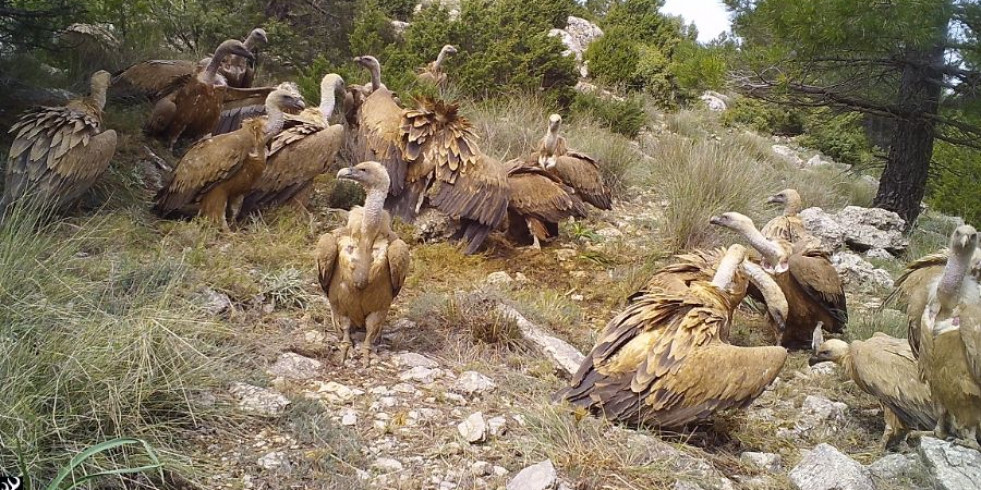 “La carroña ha sido tradicionalmente infravalorada en la dieta de los animales vertebrados”