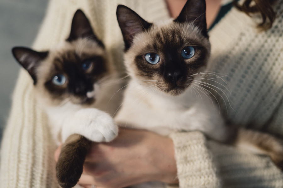 Gatos (2)