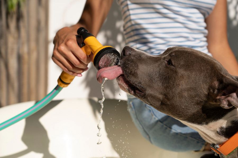 Perro ola de calor