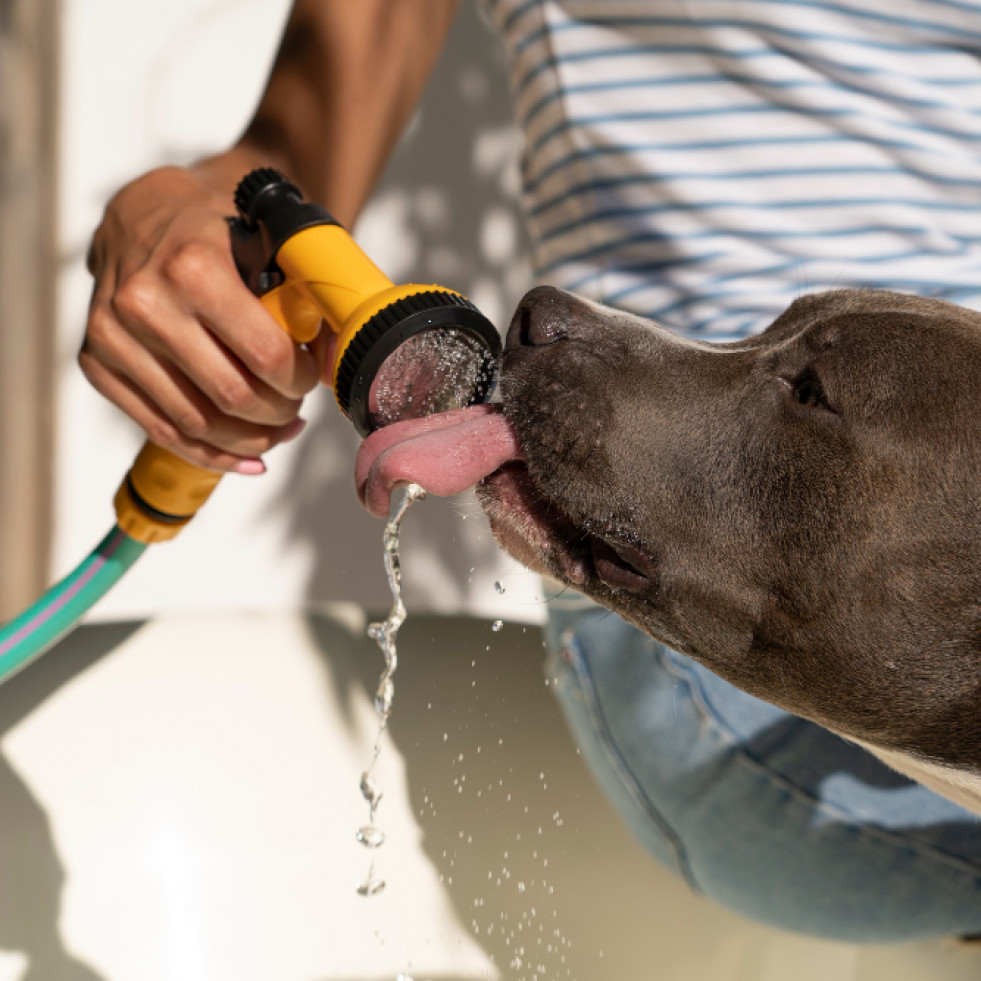 Llega la primera ola de calor del verano, ¿cómo evitar el golpe de calor en las mascotas?