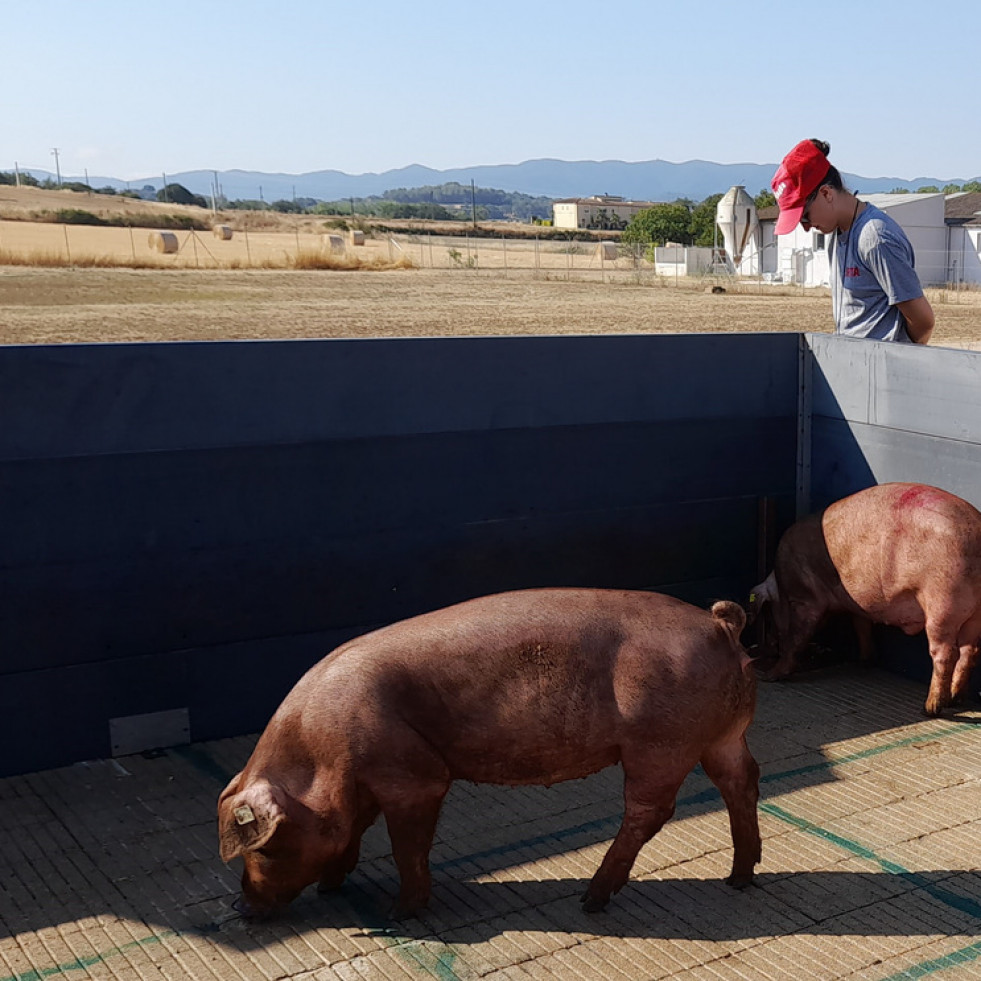 Estudiar el microbioma intestinal de los cerdos para curar las enfermedades mentales humanas