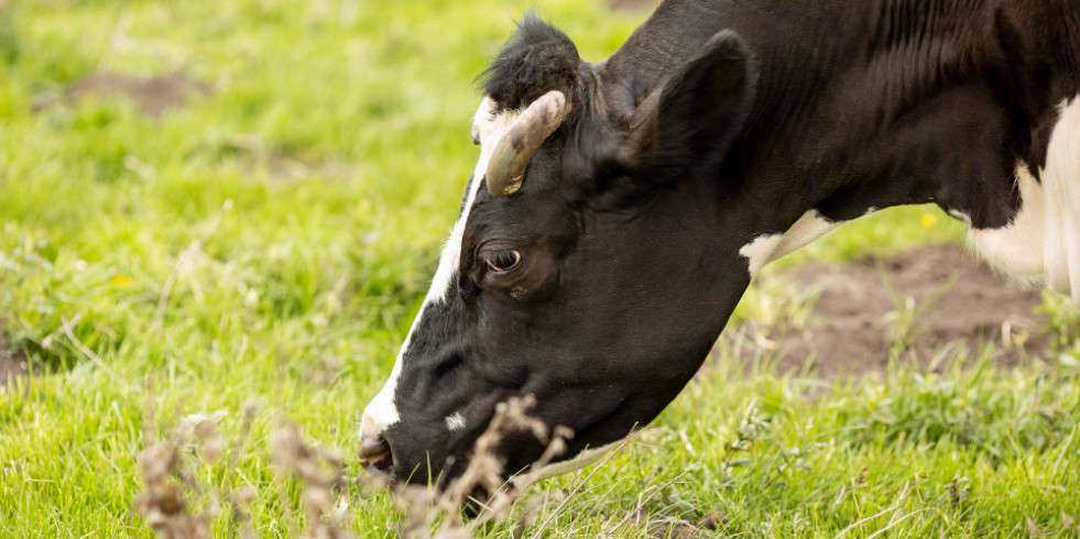 Veterinarios españoles evalúan la relación entre nutrición y epigenética en vacas lecheras