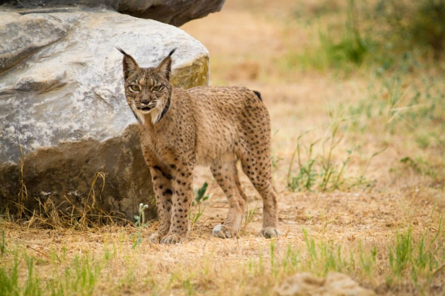 lince