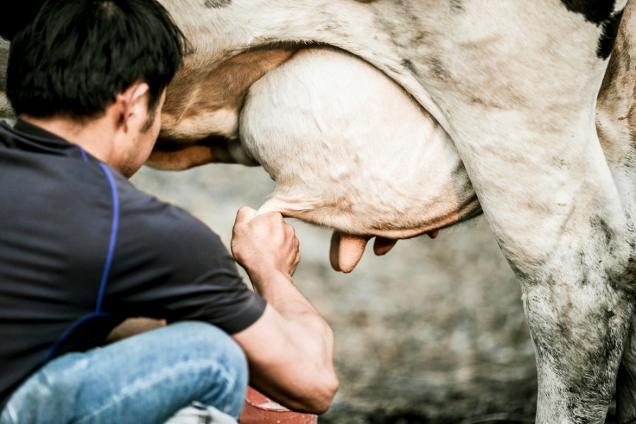 Vaca ubre