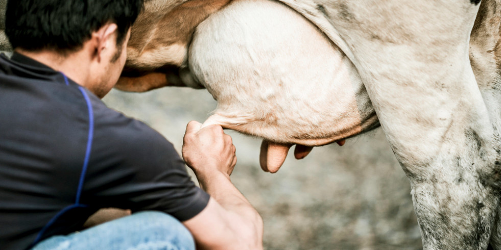 Desarrollan un eficaz sistema para detectar mastitis en vacas por medio de infrarrojos