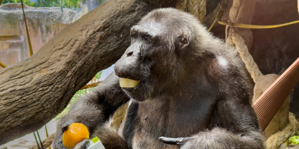 El Zoo de Barcelona adapta los cuidados de los animales frente al incremento de las temperaturas