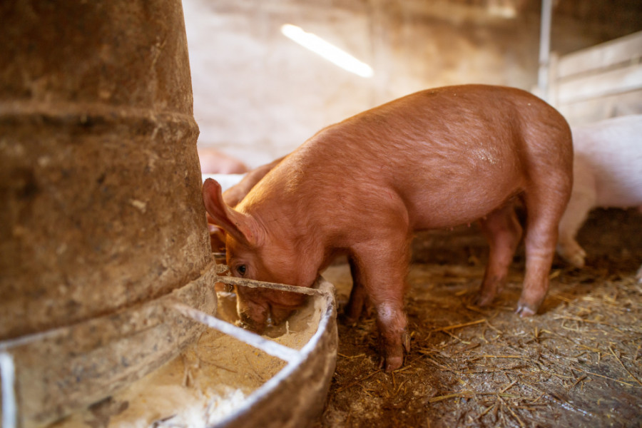 Cerdito