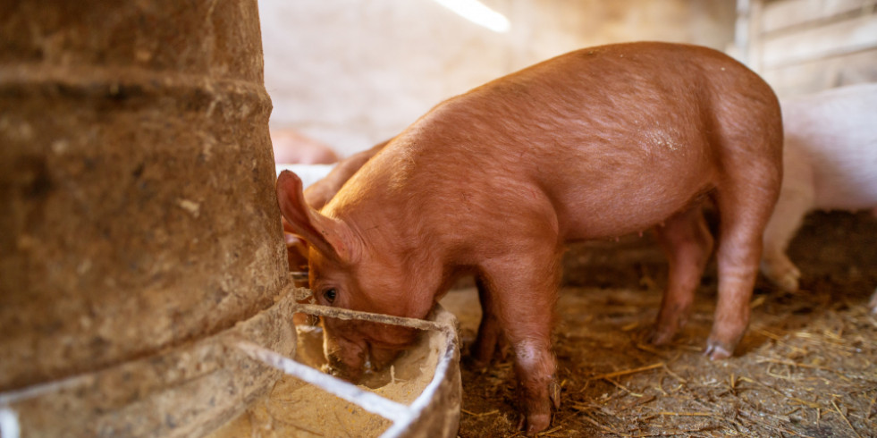 Veterinarios españoles descubren un nuevo trastorno nervioso derivado de la desnutrición en cerdos