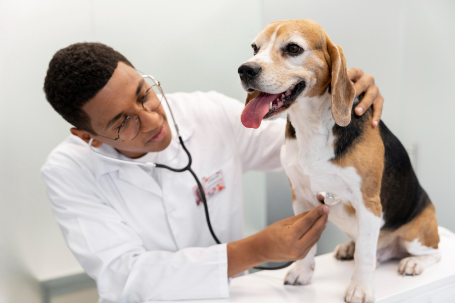 Veterinario perro