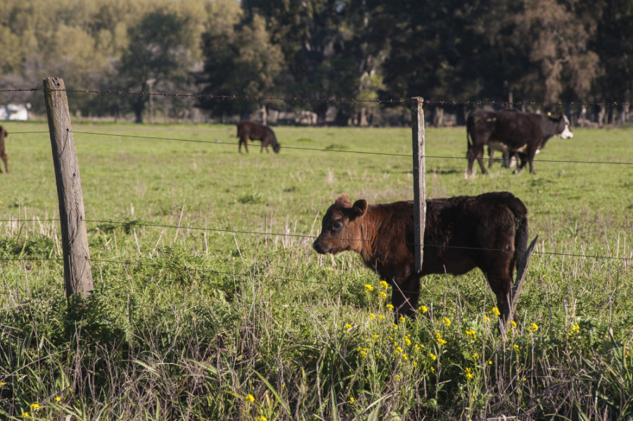 Vaca