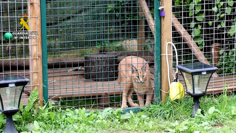 Lince guardia civil