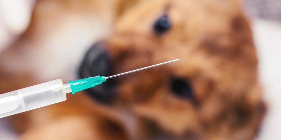 La raza y el tamaño son las variables que más contribuyen a las reacciones adversas de las vacunas caninas
