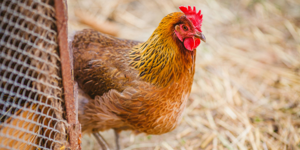 Nuevo tratamiento para combatir infecciones resistentes a los antibióticos en pollos
